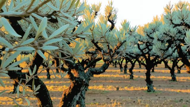 Ancient olive trees in a row crop orchard landscape AI video preview
