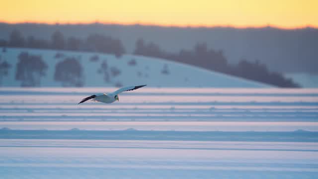 Seabird flying over tranquil water at sunrise or sunset AI video preview