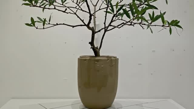 Minimalist indoor plant decor with green foliage in a ceramic pot AI video preview