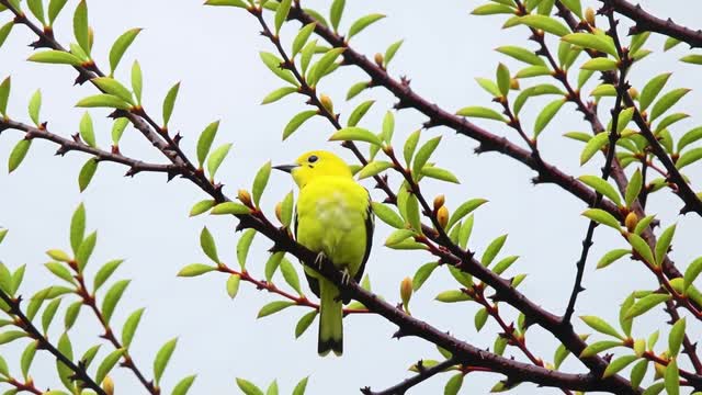 Yellow bird perching among vibrant green spring leaves AI video preview