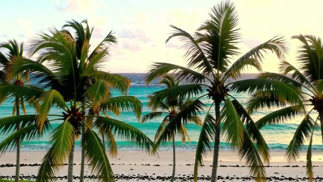 Tropical beach landscape with swaying palms at sunset AI video preview