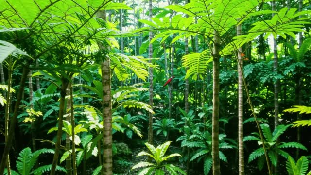 Lush tropical rainforest foliage and dense greenery AI video preview