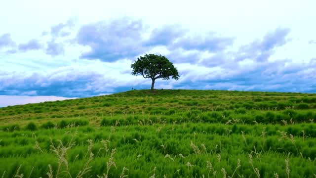 Solitary tree on lush green rolling hills under cloudy sky AI video preview