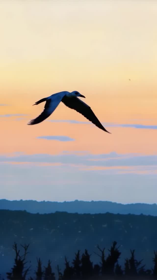 Seagull flying over landscape at sunset vertical video AI video preview